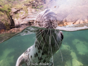 Up close with a playful seal at Lundy Island by Nick Blake 